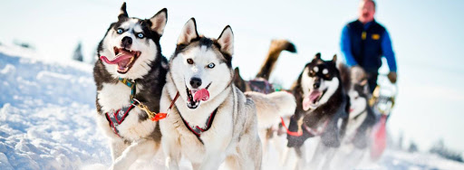 Катание на хаски в Новокузнецке. Ultra Подарки. Катание на хаски в Новокузнецке. Попробуйте Катание на хаски. Сервис: UltraPodarki.ru 8 800 505 95 30. Катание на хаски Новокузнецк, Катание на хаски в Новокузнецке, хаски, животные в Новокузнецке, 