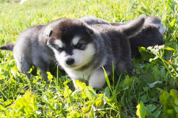 Катание на хаски в Новокузнецке. Ultra Подарки. Катание на хаски в Новокузнецке. Попробуйте Катание на хаски. Сервис: UltraPodarki.ru 8 800 505 95 30. Катание на хаски Новокузнецк, Катание на хаски в Новокузнецке, хаски, животные в Новокузнецке, 