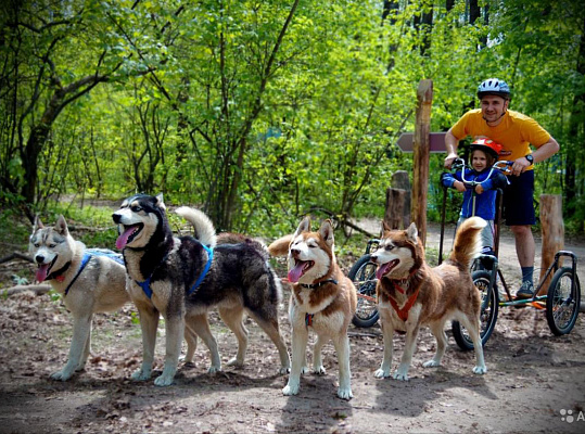 Катание на хаски в Новокузнецке. Ultra Подарки. Катание на хаски в Новокузнецке. Попробуйте Катание на хаски. Сервис: UltraPodarki.ru 8 800 505 95 30. Катание на хаски Новокузнецк, Катание на хаски в Новокузнецке, хаски, животные в Новокузнецке, 