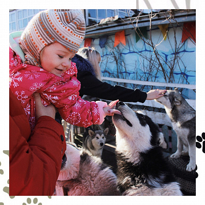 Катание на хаски в Новокузнецке. Ultra Подарки. Катание на хаски в Новокузнецке. Попробуйте Катание на хаски. Сервис: UltraPodarki.ru 8 800 505 95 30. Катание на хаски Новокузнецк, Катание на хаски в Новокузнецке, хаски, животные в Новокузнецке, 