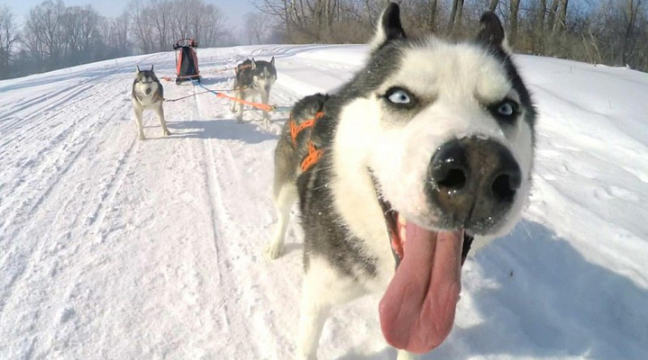 Катание на хаски в Новокузнецке. Ultra Подарки. Катание на хаски в Новокузнецке. Попробуйте Катание на хаски. Сервис: UltraPodarki.ru 8 800 505 95 30. Катание на хаски Новокузнецк, Катание на хаски в Новокузнецке, хаски, животные в Новокузнецке, 