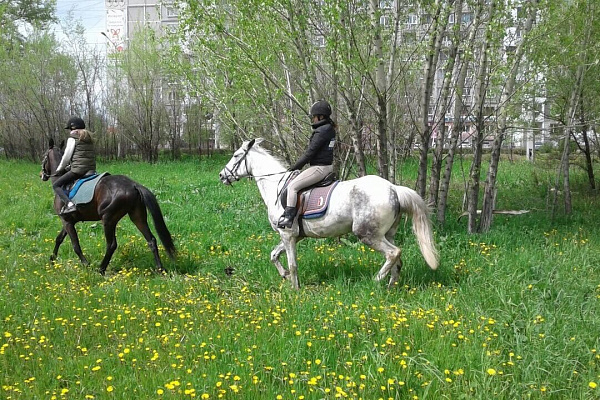 Обучение верховой езде в Новокузнецке. Подарочные сертификаты Ultra Подарки. Купить оригинальный подарок или подарочный сертификат на Обучение верховой езде в Новокузнецке. Сервис UltraPodarki.ru 8-800-505-9530. Катание на лошадях, Прогулка на лошади, Прогулка на лошадях для двоих, Обучение верховой езде, конный клуб, Конный клуб Гиппа, конная прогулка, конная прогулка в Новокузнецке