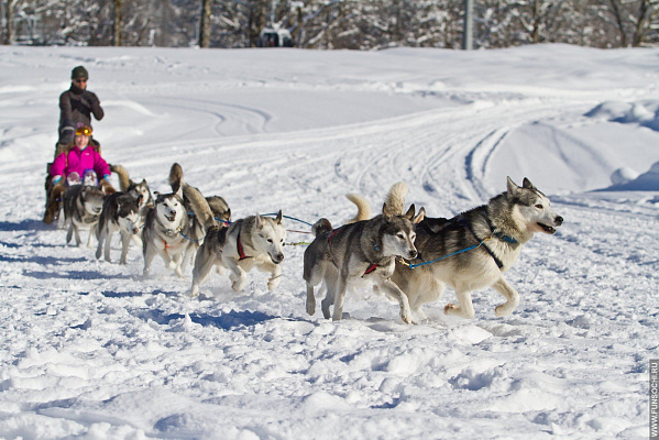 Катание на хаски в Новокузнецке. Ultra Подарки. Катание на хаски в Новокузнецке. Попробуйте Катание на хаски. Сервис: UltraPodarki.ru 8 800 505 95 30. Катание на хаски Новокузнецк, Катание на хаски в Новокузнецке, хаски, животные в Новокузнецке, 