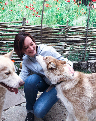 Катание на хаски в Новокузнецке. Ultra Подарки. Катание на хаски в Новокузнецке. Попробуйте Катание на хаски. Сервис: UltraPodarki.ru 8 800 505 95 30. Катание на хаски Новокузнецк, Катание на хаски в Новокузнецке, хаски, животные в Новокузнецке, 