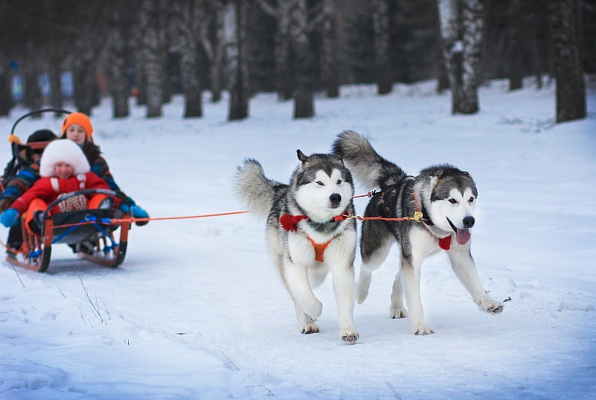 Катание на хаски в Новокузнецке. Ultra Подарки. Катание на хаски в Новокузнецке. Попробуйте Катание на хаски. Сервис: UltraPodarki.ru 8 800 505 95 30. Катание на хаски Новокузнецк, Катание на хаски в Новокузнецке, хаски, животные в Новокузнецке, 